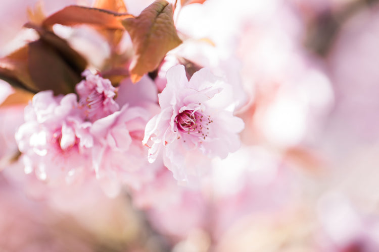 Cherry Blossom